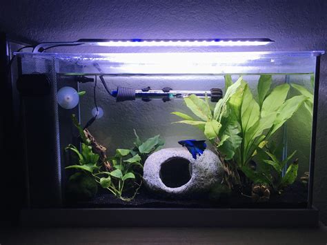 betta 1.5 gallon tank